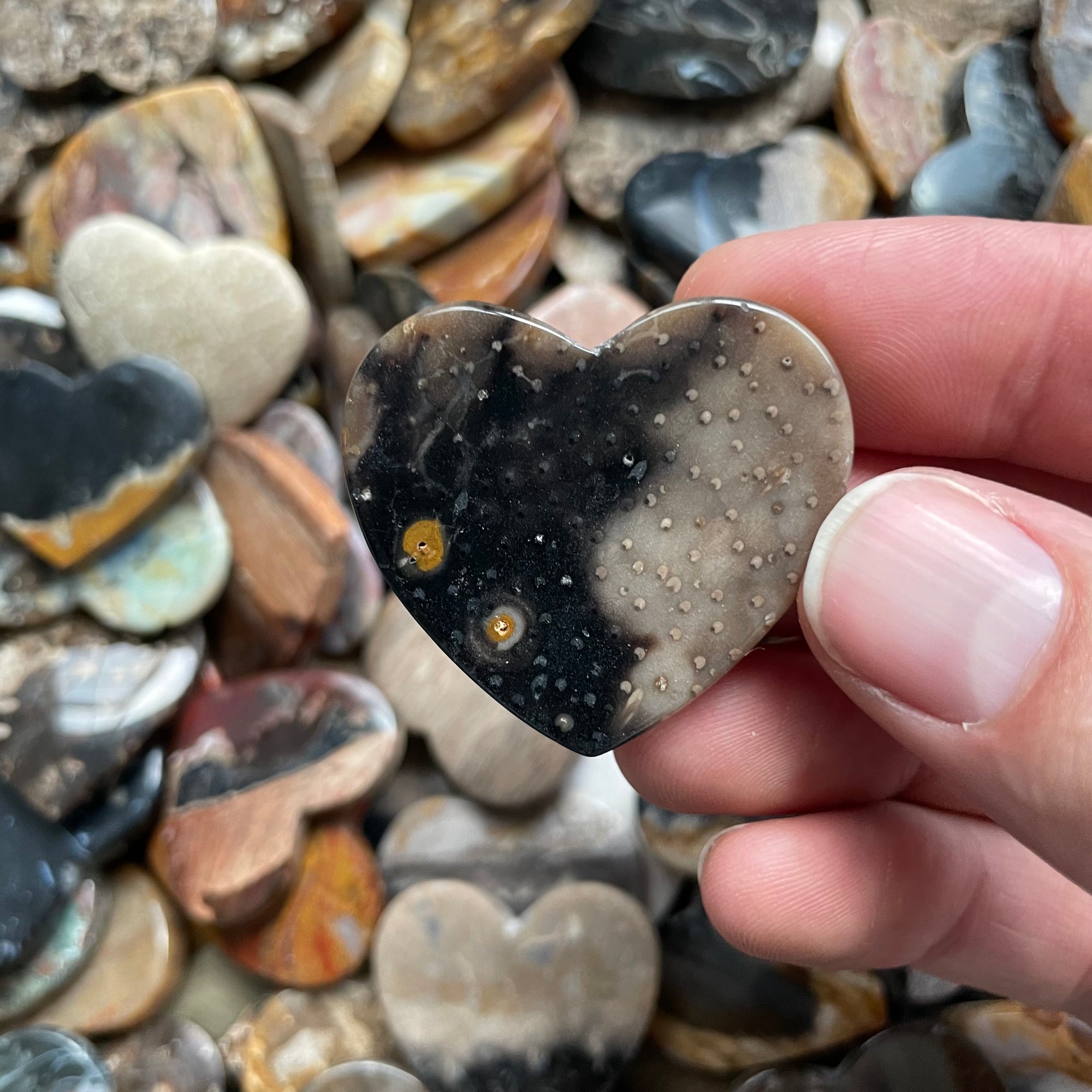 Petrified Wood