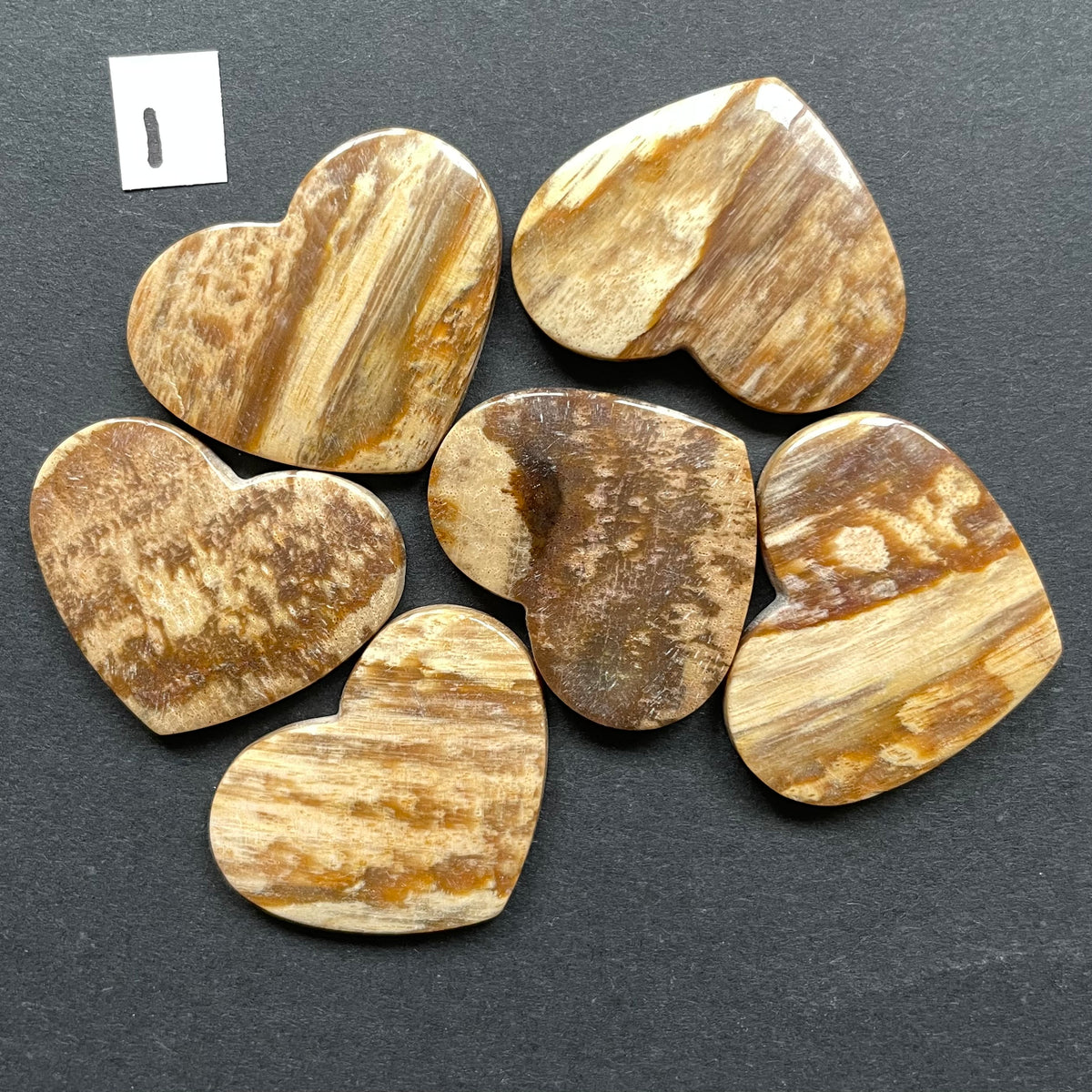 Petrified Wood