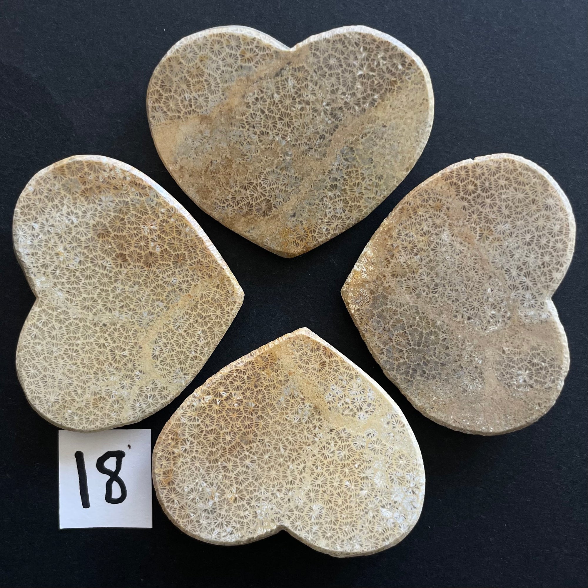 Fossilized Coral Magnets