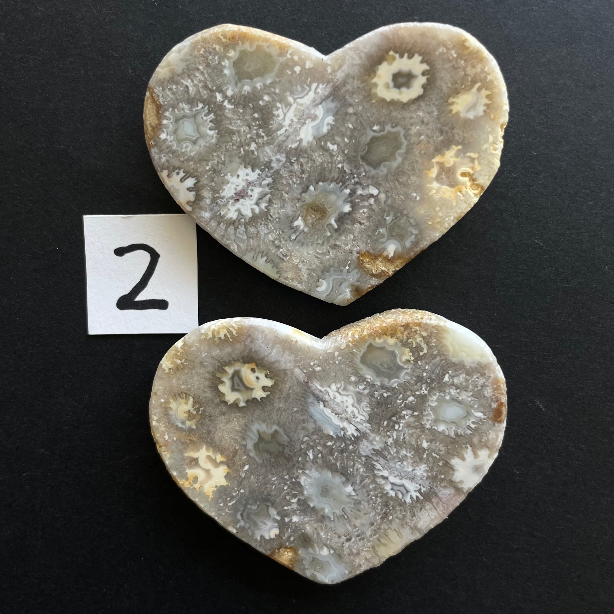 Fossilized Coral Magnets