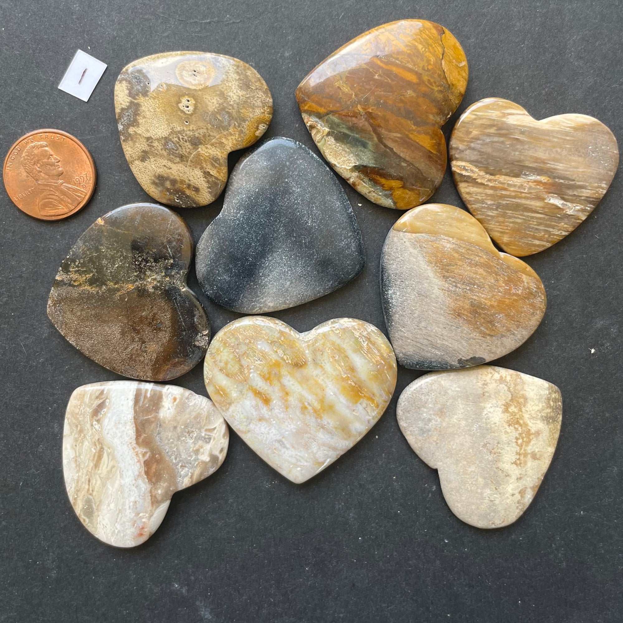 Assorted Petrified Wood