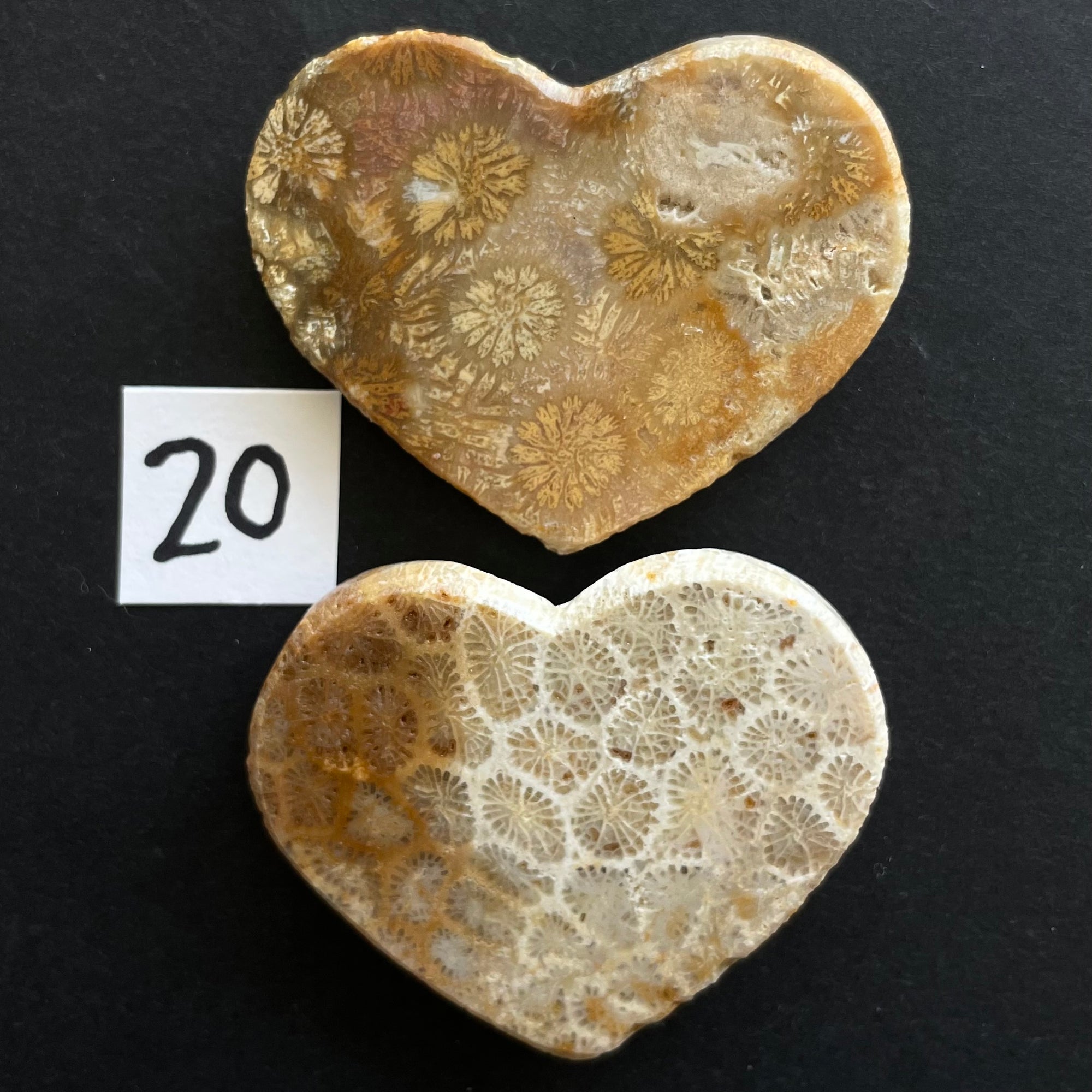 Fossilized Coral Magnets