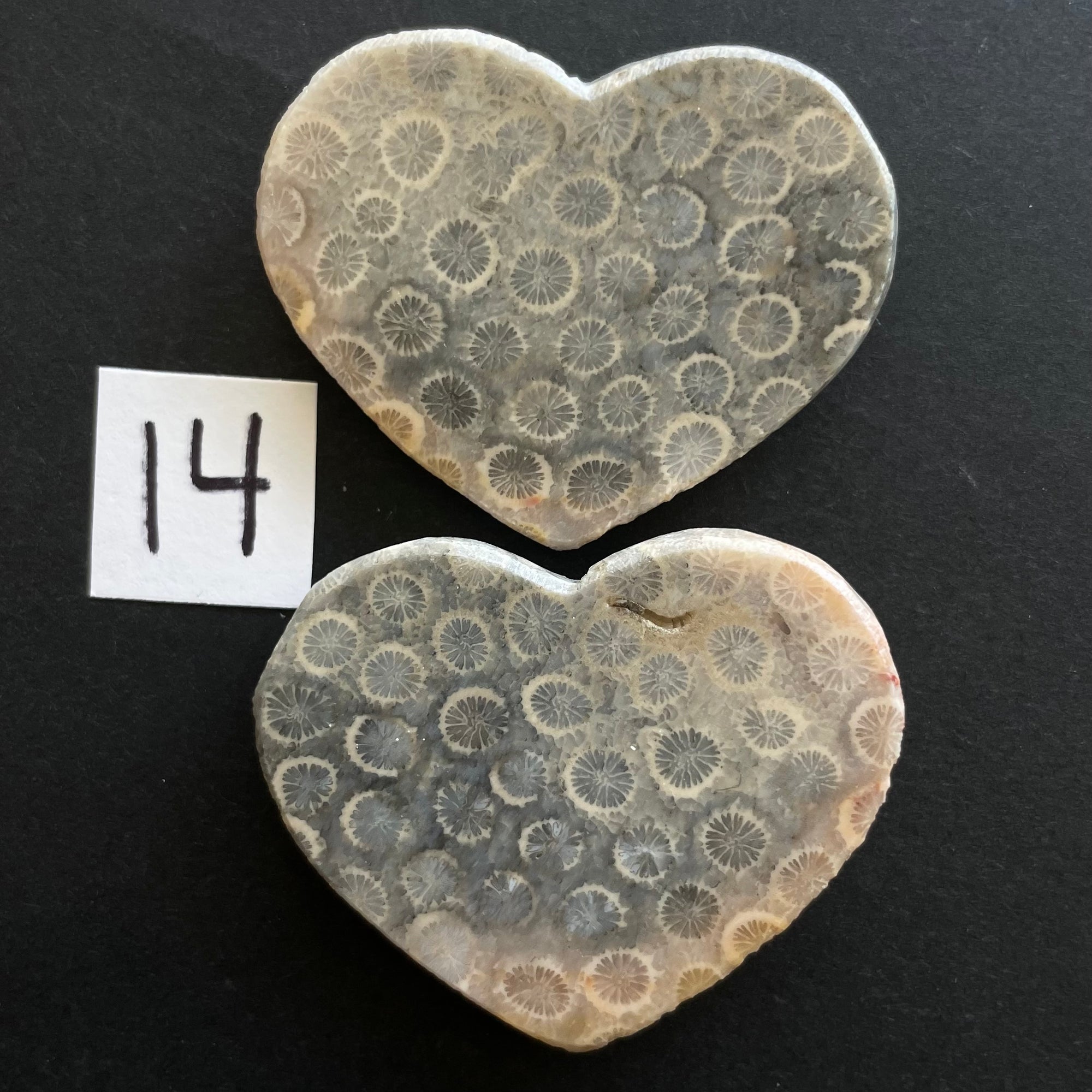 Fossilized Coral Magnets